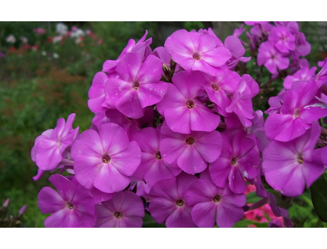 Флокс Аметист Флокс Аметист